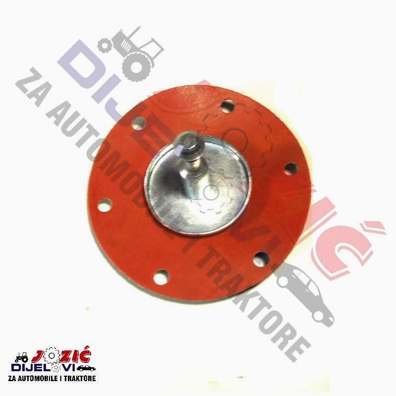 Daisy on the Ohoopee