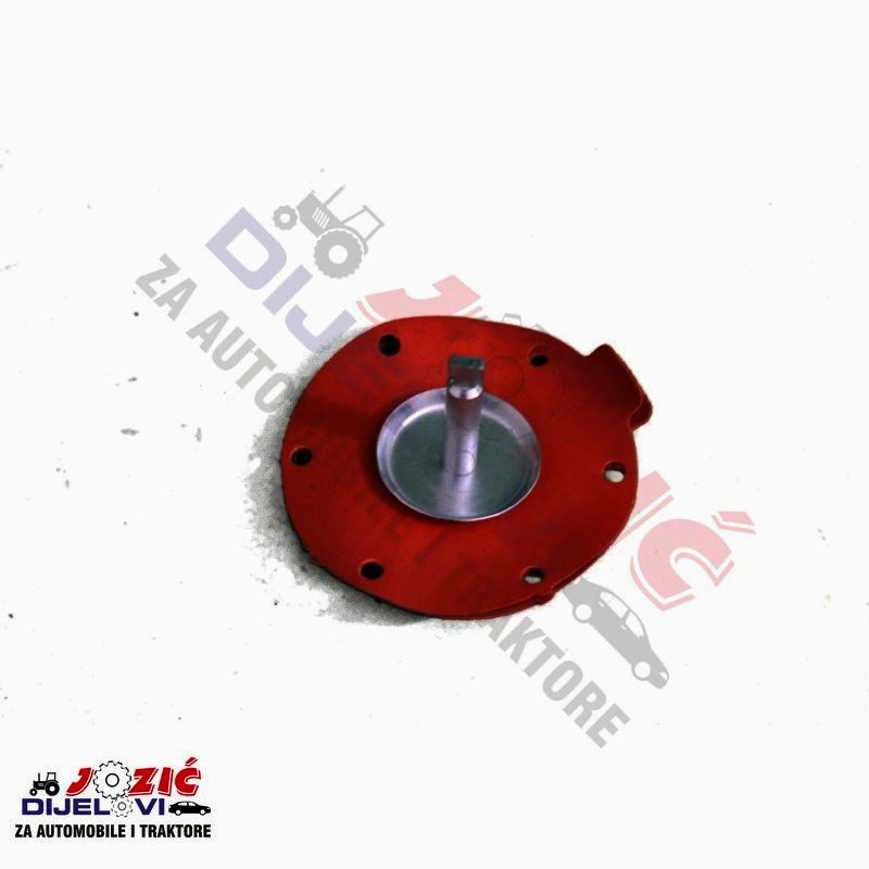 Daisy on the Ohoopee